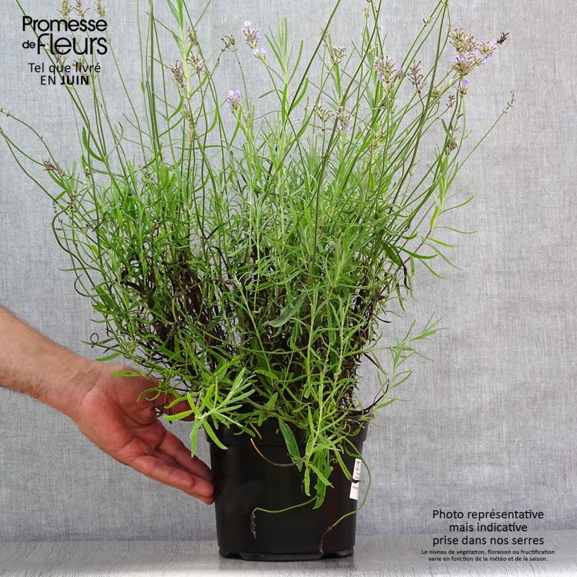 Spécimen de Lavande vraie - Lavandula angustifolia Dwarf Blue Pot de 2L/3L tel que livré en été