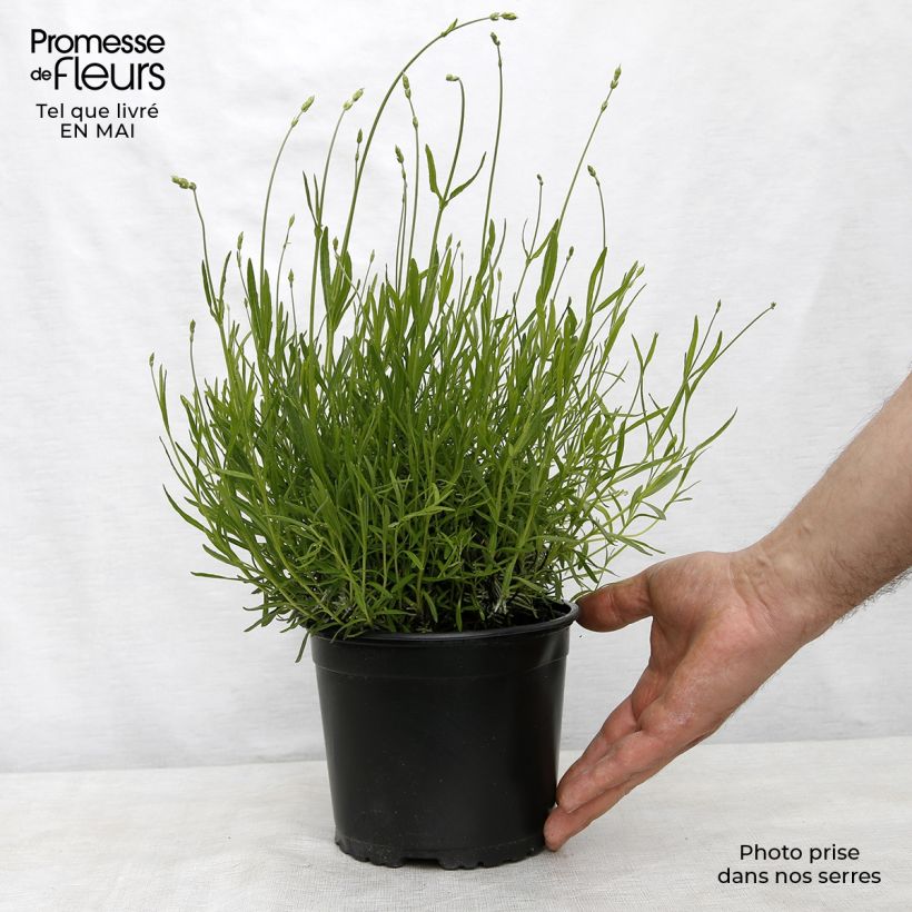 Example of Lavande vraie - Lavandula angustifolia Dwarf Blue Pot de 2L/3L as you get in printemps