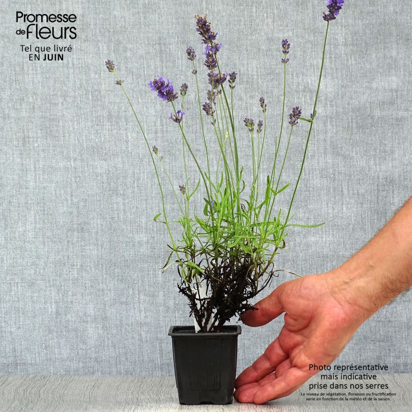 Spécimen de Lavande vraie - Lavandula angustifolia Hidcote Godet de 7/8 cm tel que livré en été