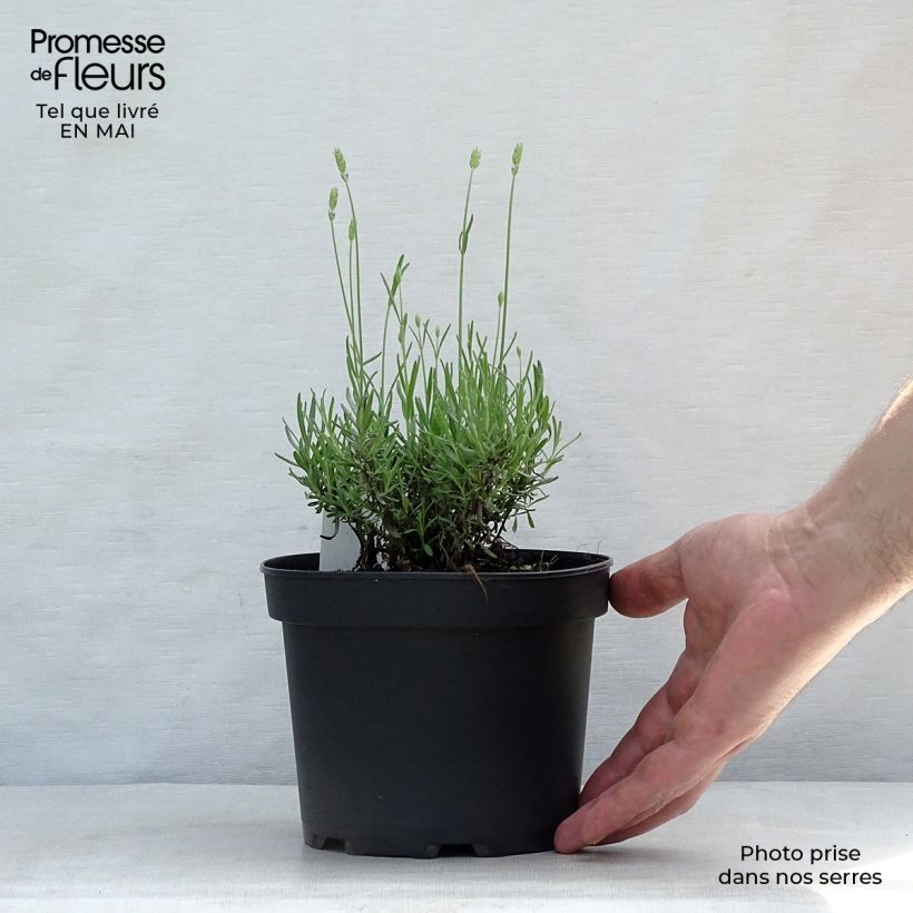 Example of Lavande vraie - Lavandula angustifolia Hidcote Pot de 1,5L/2L as you get in printemps