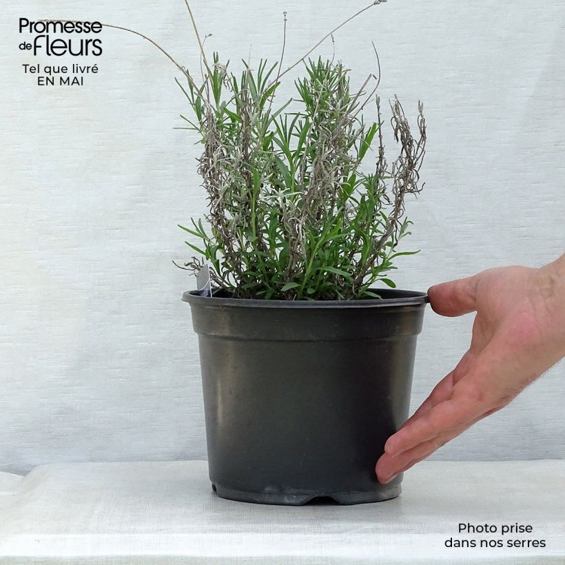 Example of Lavande vraie - Lavandula angustifolia Hidcote Pot de 3L/4L as you get in printemps