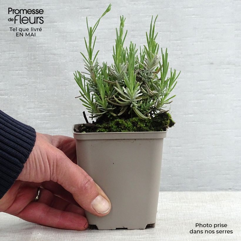 Example of Lavande vraie - Lavandula angustifolia Hidcote Godet de 7/8 cm as you get in printemps