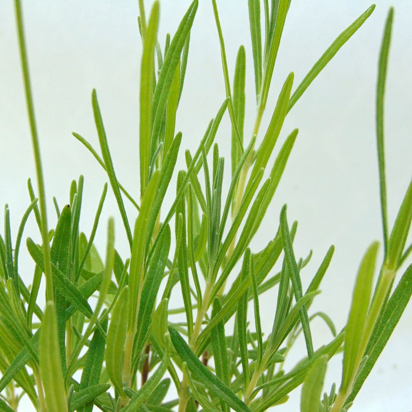 Lavande vraie - Lavandula angustifolia Rosea (Foliage)