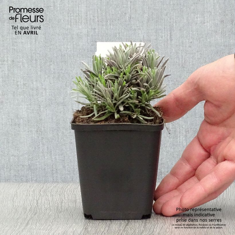 Example of Lavande vraie - Lavandula angustifolia Rosea Godet de 7/8 cm as you get in printemps