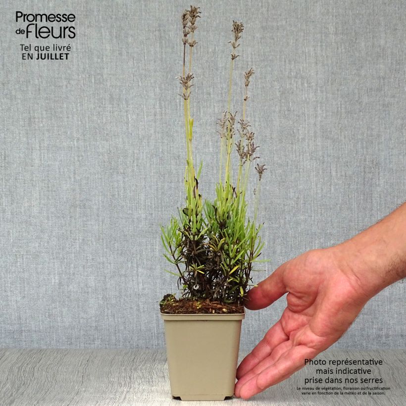 Spécimen de Lavande vraie Middachten - Lavandula angustifolia Middachten Godet de 8/9 cm tel que livré en été