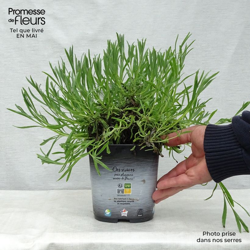 Example of Lavande intermedia Dutch group - Lavandin Pot de 2L/3L as you get in printemps