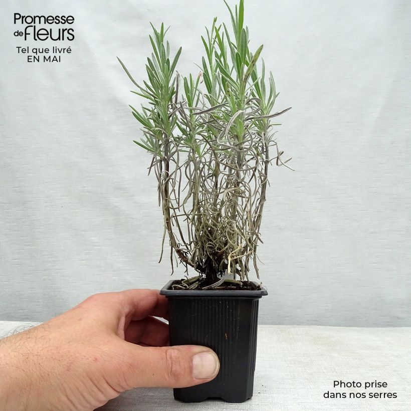 Example of Lavande intermedia Grappenhall - Lavandin Godet de 8/9 cm as you get in printemps