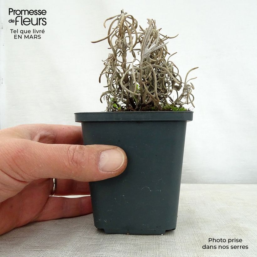 Spécimen de Lavande intermedia Walburton's Silver Edge - Lavandin Godet de 8/9 cm tel que livré au printemps