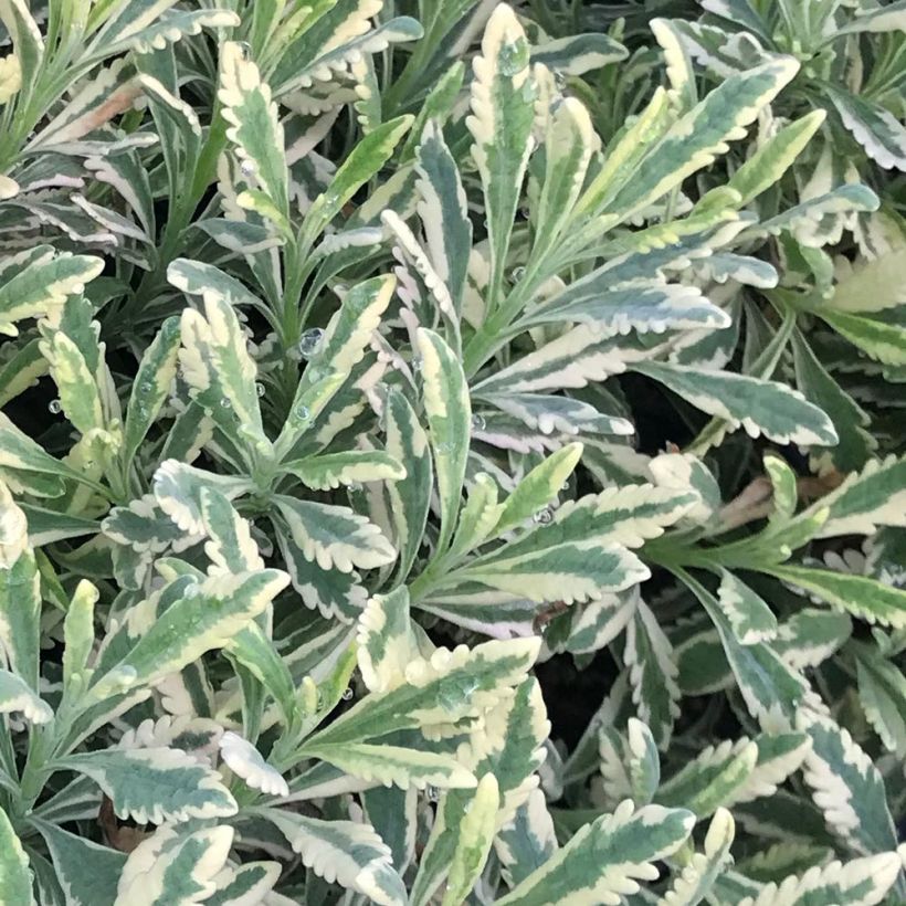 Lavande hybride Meerlo - Lavandula allardii (Foliage)