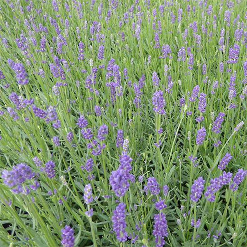 Lavandula angustifolia Essence Purple - Lavande vraie (Flowering)