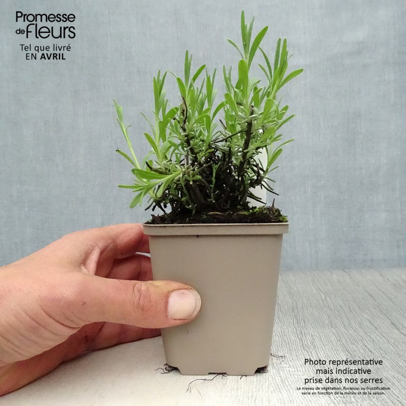 Example of Lavandula angustifolia Essence Purple - Lavande vraie Godet de 8/9 cm as you get in printemps