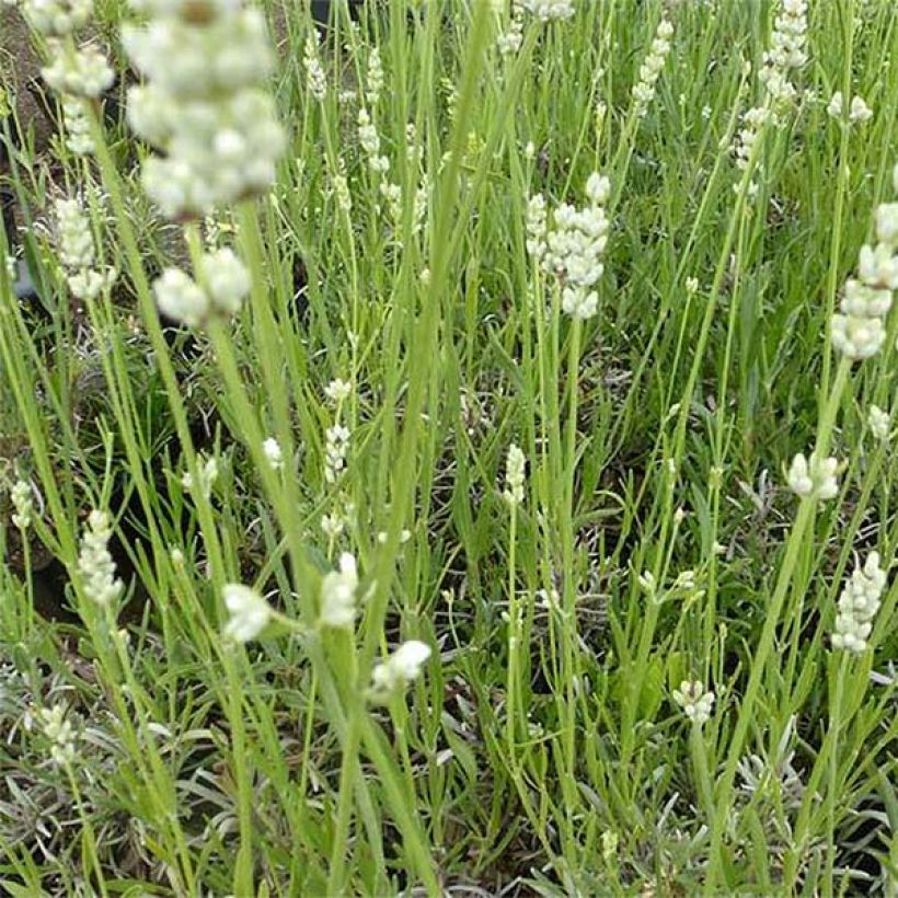 Lavandula angustifolia Hidcote White - Lavande vraie (Flowering)