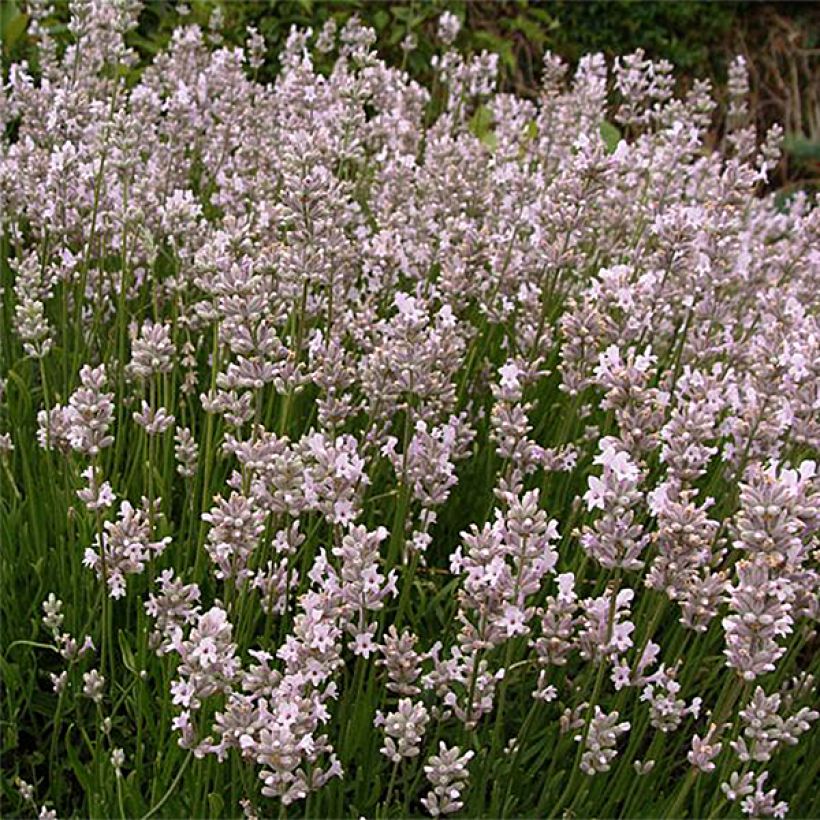 Lavande vraie - Lavandula angustifolia Rosea (Flowering)