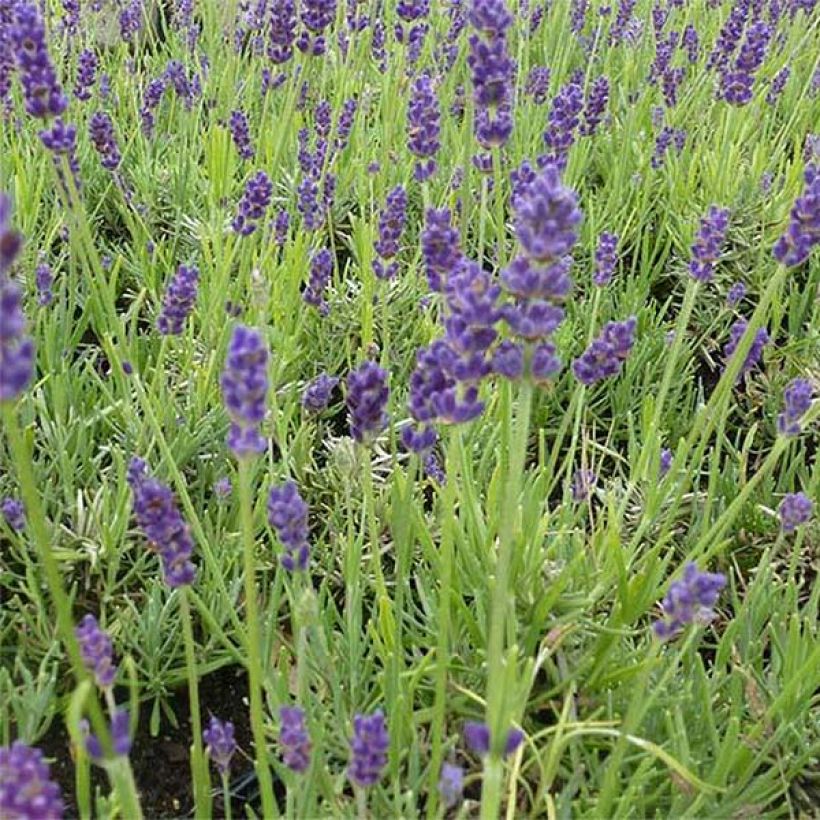Lavandula angustifolia Twickel Purple - Lavande vraie (Flowering)
