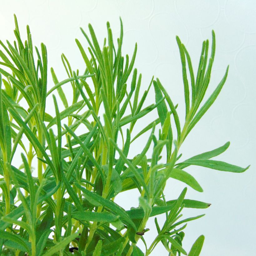 Lavandula angustifolia Twickel Purple - Lavande vraie (Foliage)