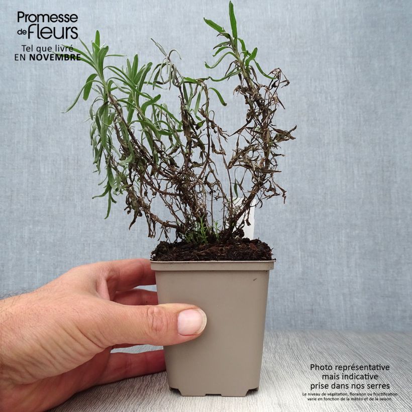 Spécimen de Lavandula angustifolia Twickel Purple - Lavande vraie Godet de 8/9 cm tel que livré en automne