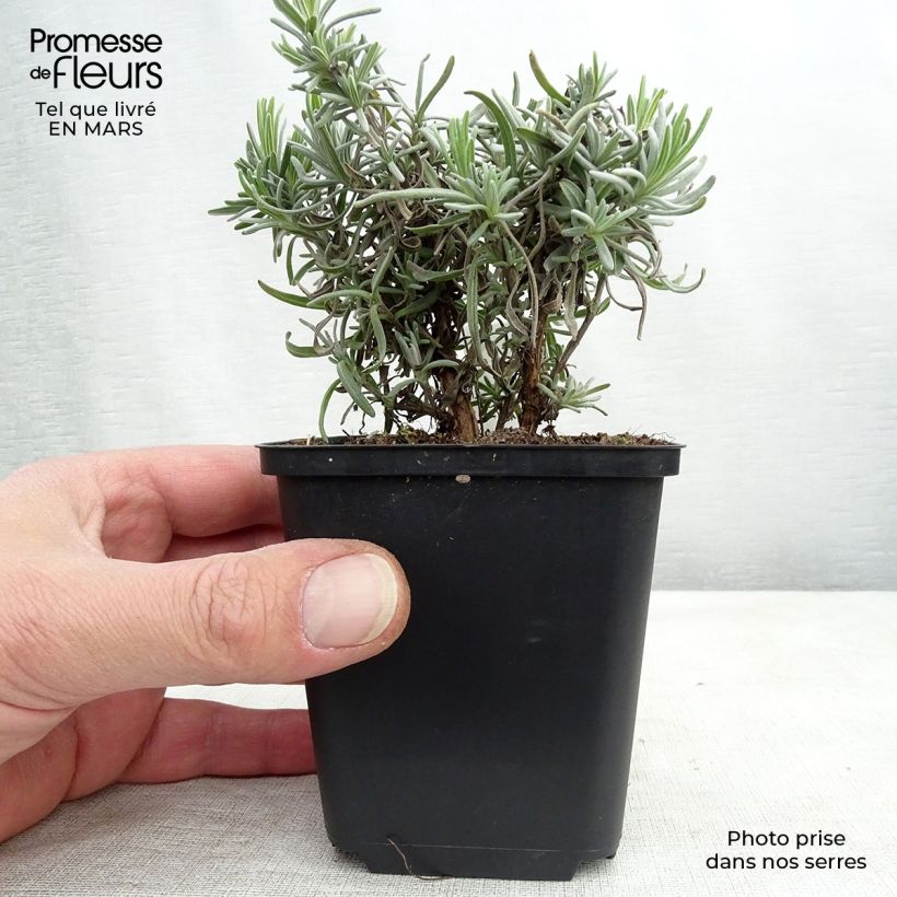 Example of Lavandula angustifolia Twickel Purple - Lavande vraie Godet de 8/9 cm as you get in printemps