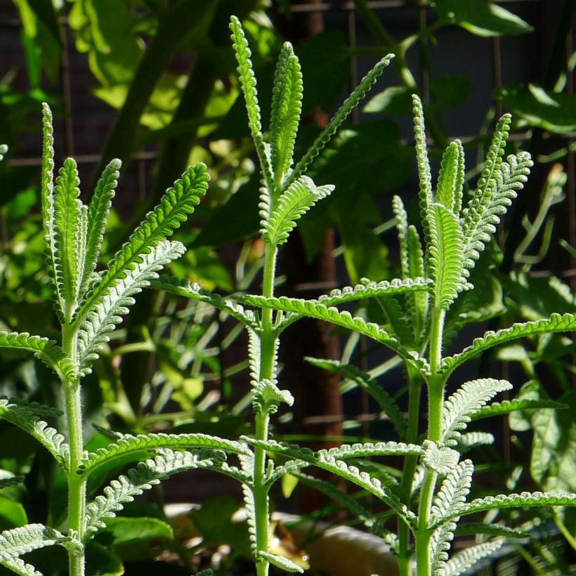 Lavandula dentata - Lavande dentée (Foliage)