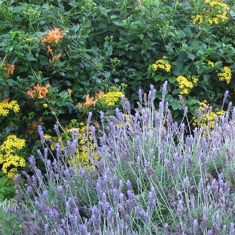 Lavandula dentata - Lavande dentée (Plant habit)