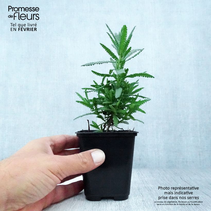 Example of Lavandula dentata - Lavande dentée Godet de 8/9 cm as you get in automne