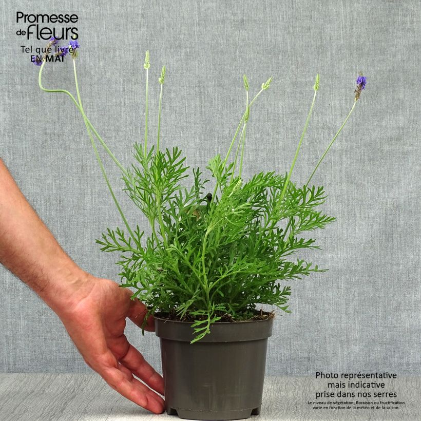 Example of Lavandula pinnata var. pinnata - Lavande pennée de Canaries Pot de 1,5L/2L as you get in printemps