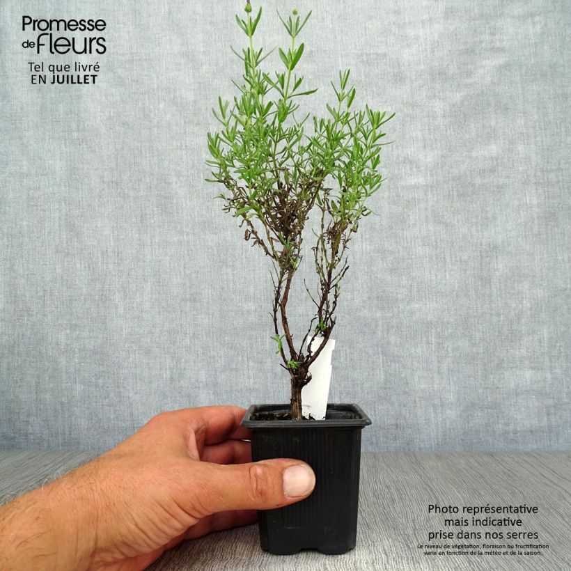 Spécimen de Lavandula stoechas Magical Posy Purple Godet de 8/9 cm tel que livré en été