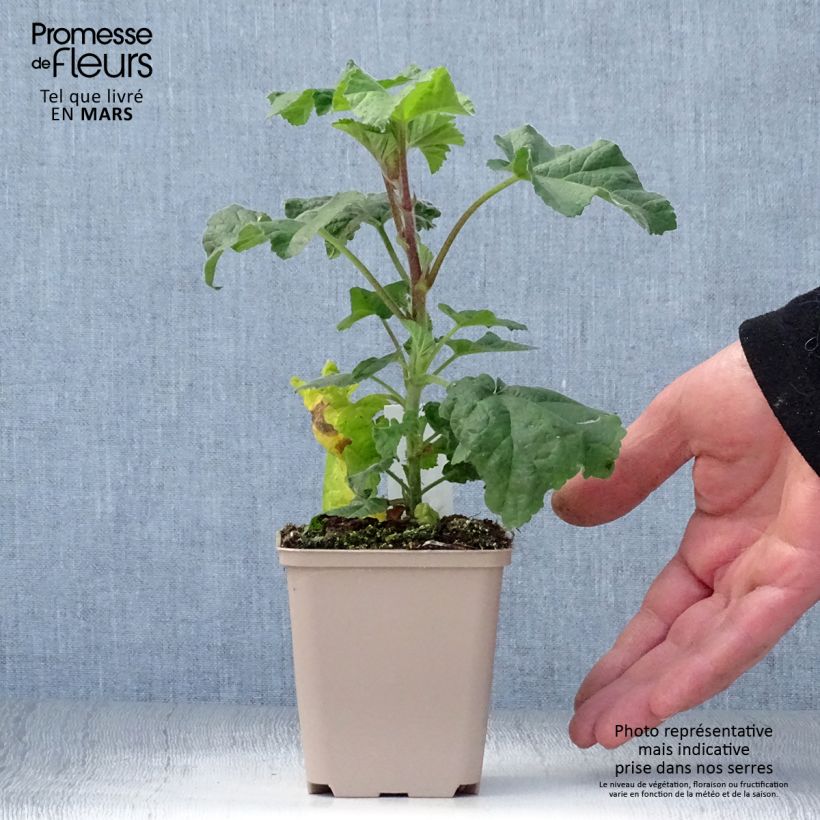 Example of Lavatera Blue Bird - Lavatère arbustive  Godet de 8/9 cm as you get in printemps