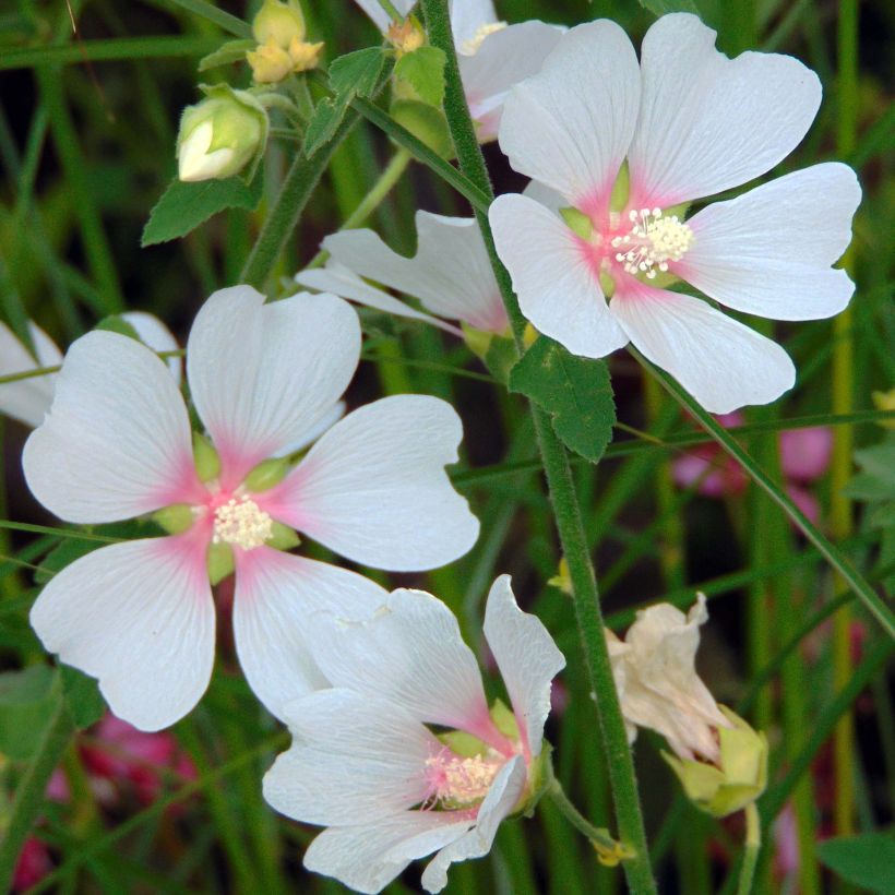 Lavatera Frederique - Lavatère arbustive (Flowering)