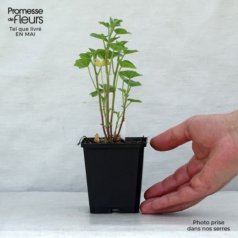 Example of Lavatera Frederique - Lavatère arbustive Godet de 8/9 cm as you get in printemps