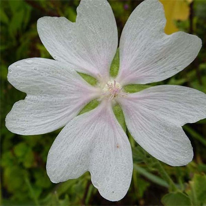 Lavatère - Lavatera White Angel (Flowering)