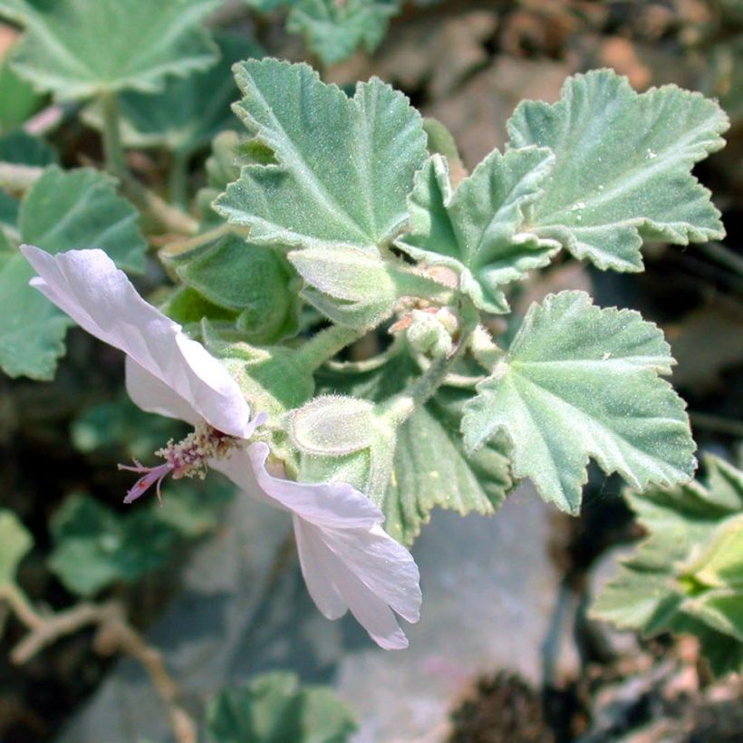 Lavatera maritima - Lavatère maritime (Foliage)