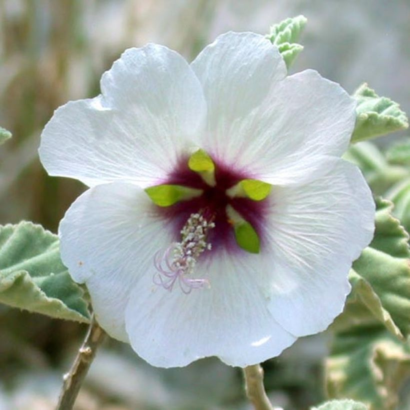 Lavatera maritima - Lavatère maritime (Flowering)