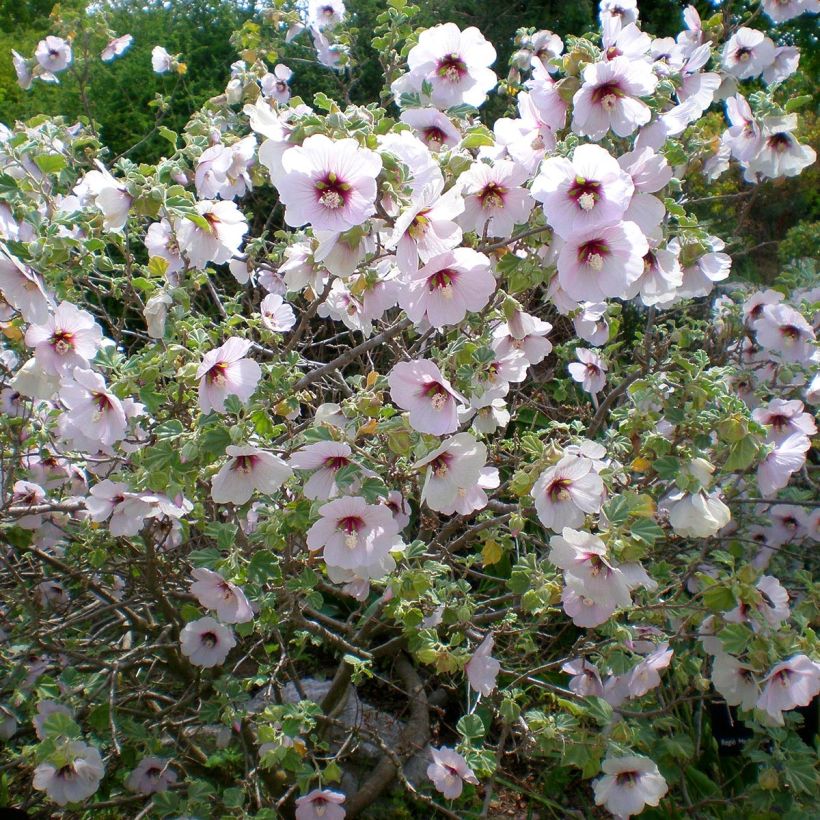 Lavatera maritima - Lavatère maritime (Plant habit)