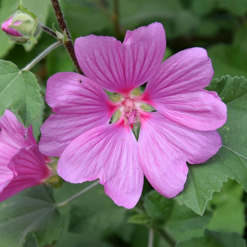 Lavatère d'Hyères - Lavatera olbia Rosea (Flowering)