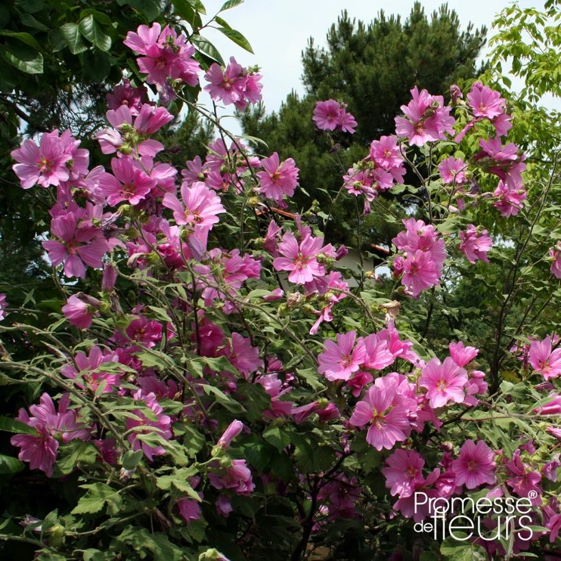 Lavatère d'Hyères - Lavatera olbia Rosea (Plant habit)