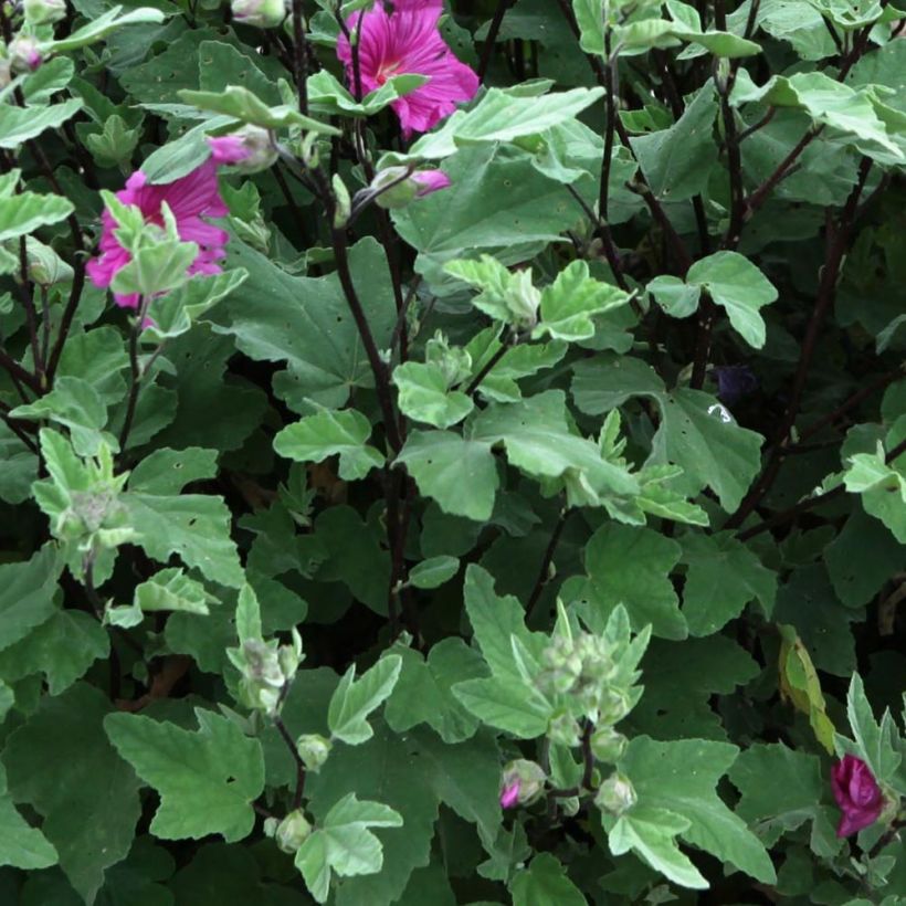 Lavatera thuringiaca Red Rum - Lavatère arbustive (Foliage)