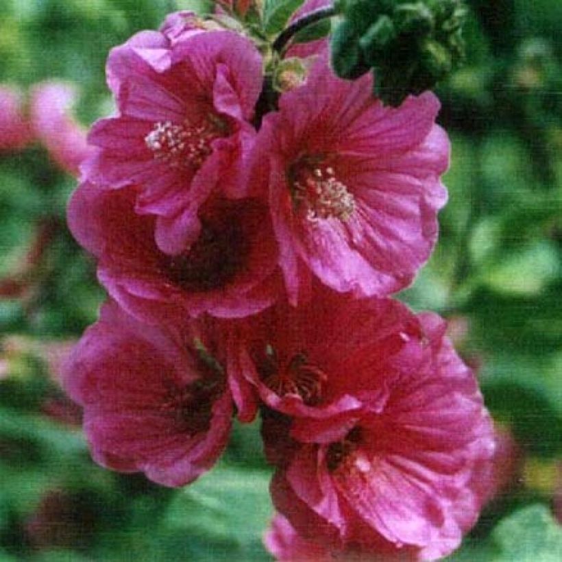 Lavatera thuringiaca Red Rum - Lavatère arbustive (Flowering)