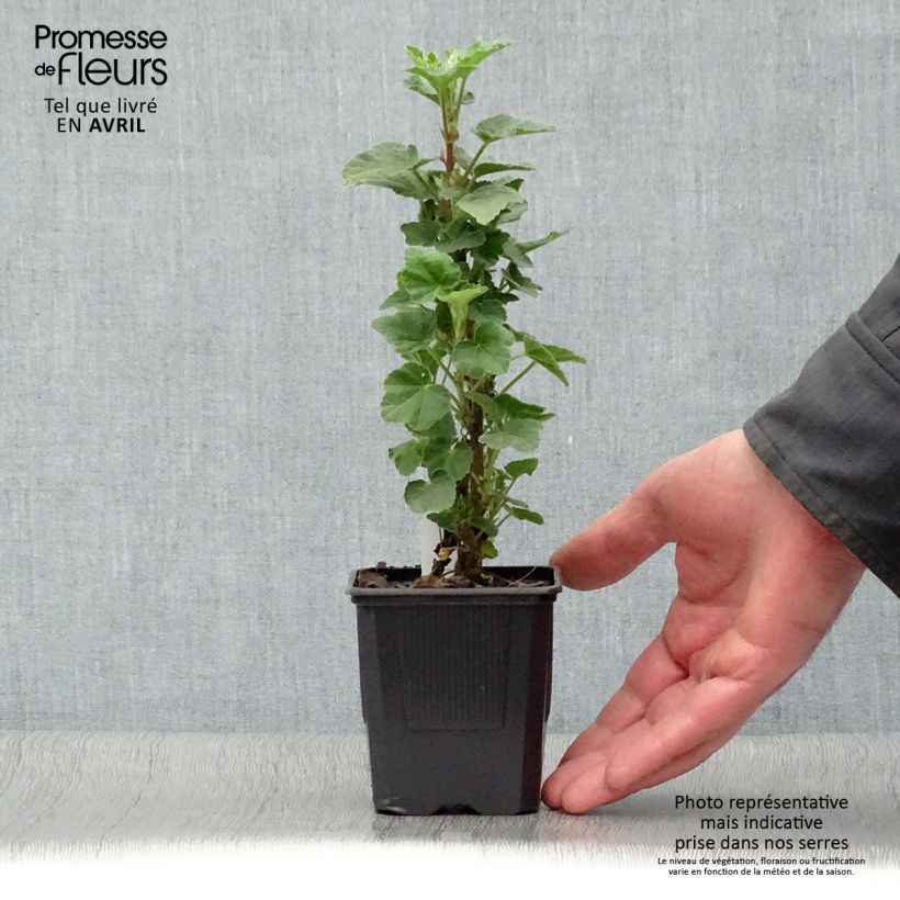 Example of Lavatère Barnsley - Lavatera thuringiaca  Godet de 8/9 cm as you get in printemps