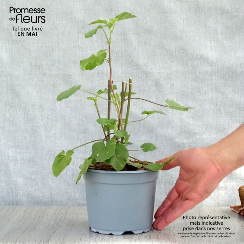 Example of Lavatère Barnsley - Lavatera thuringiaca  Pot de 2L/3L as you get in printemps