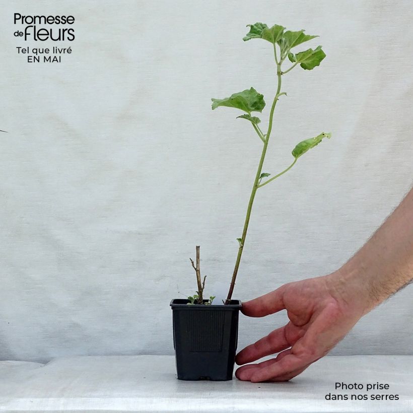 Example of Lavatère - Lavatera Barnsley Baby Godet de 8/9 cm as you get in printemps