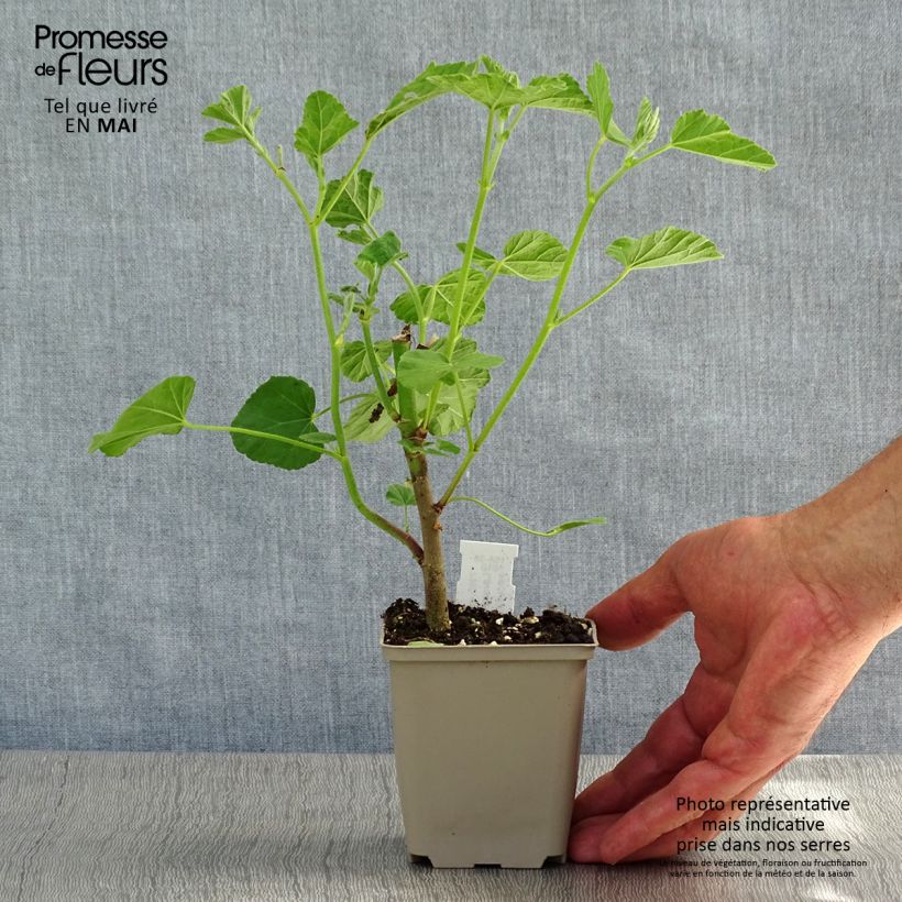 Spécimen de Lavatère - Lavatera Blushing Bride Godet de 8/9 cm tel que livré au printemps