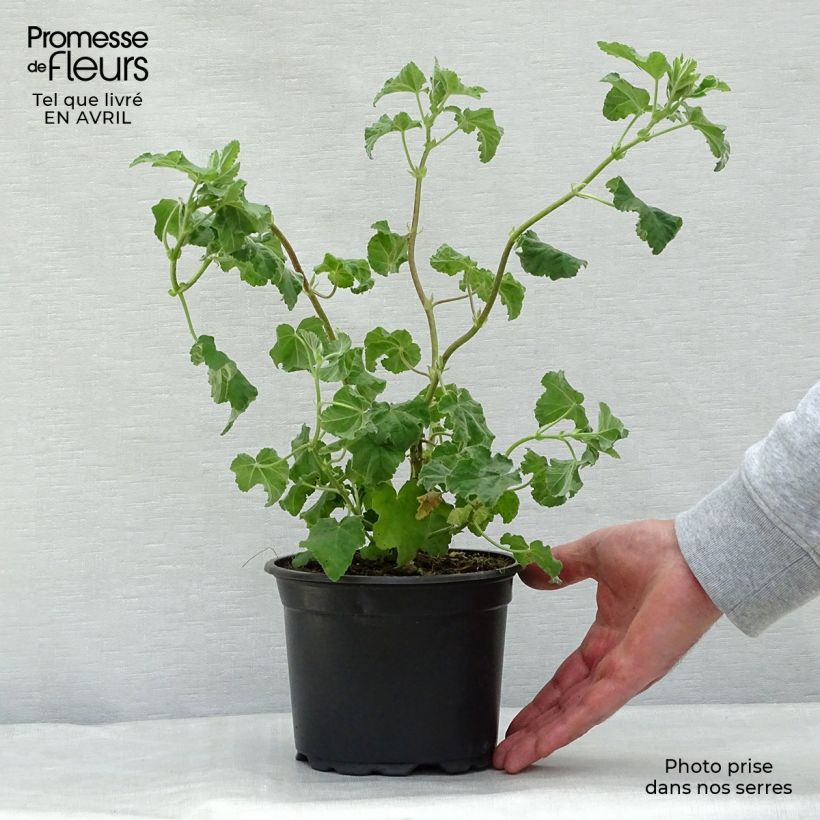 Example of Lavatère - Lavatera Burgundy Wine Pot de 2L/3L as you get in printemps