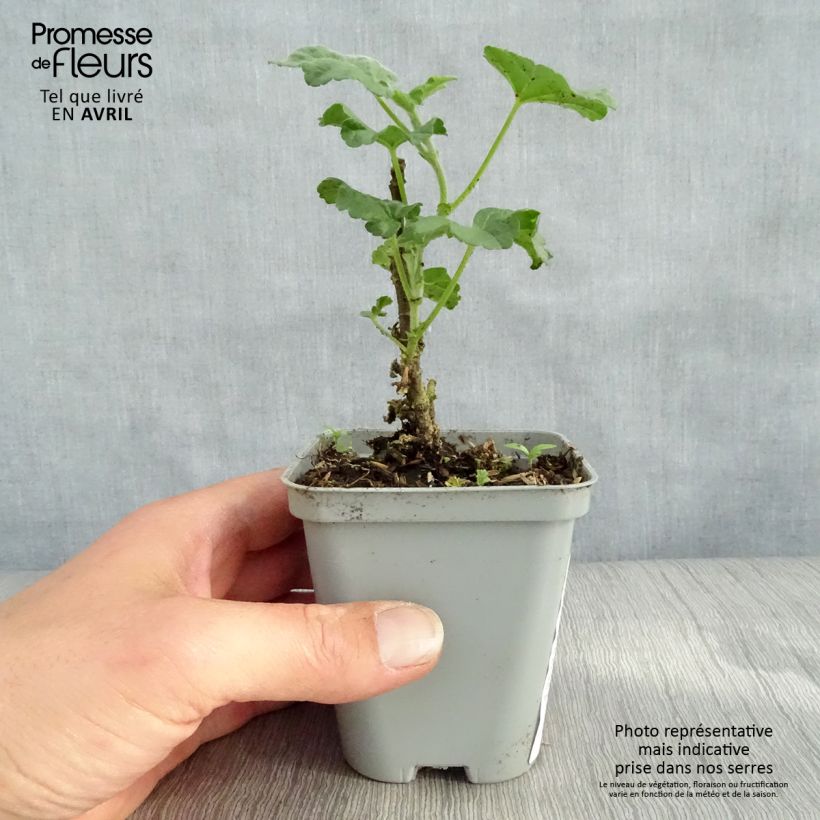 Example of Lavatère - Lavatera Candy Floss Godet de 8/9 cm as you get in printemps