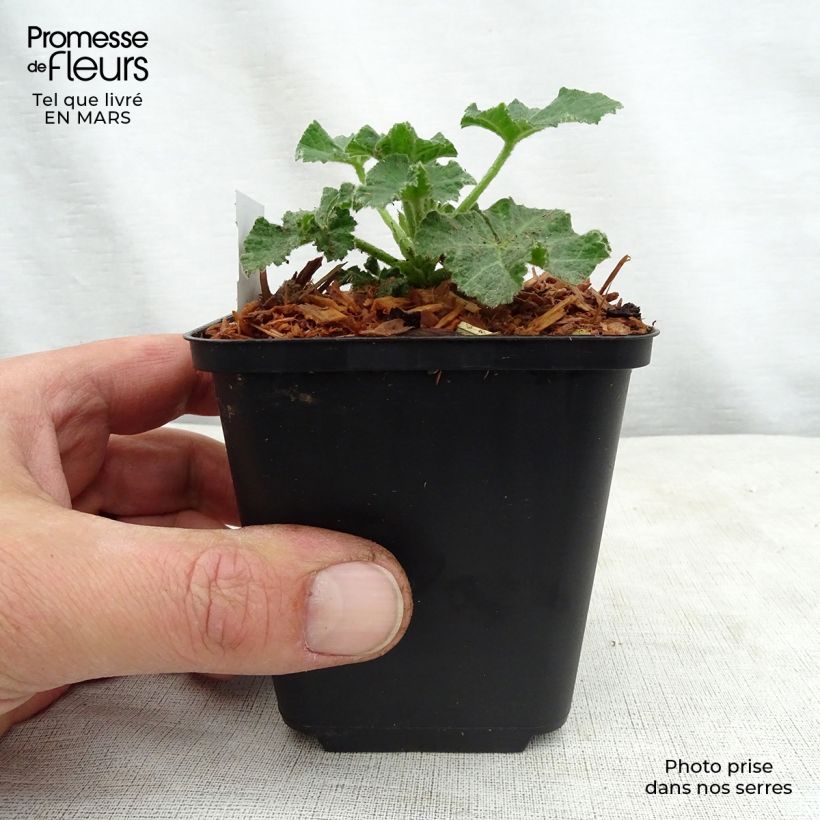 Example of Lavatère - Lavatera White Angel Godet de 8/9 cm as you get in printemps