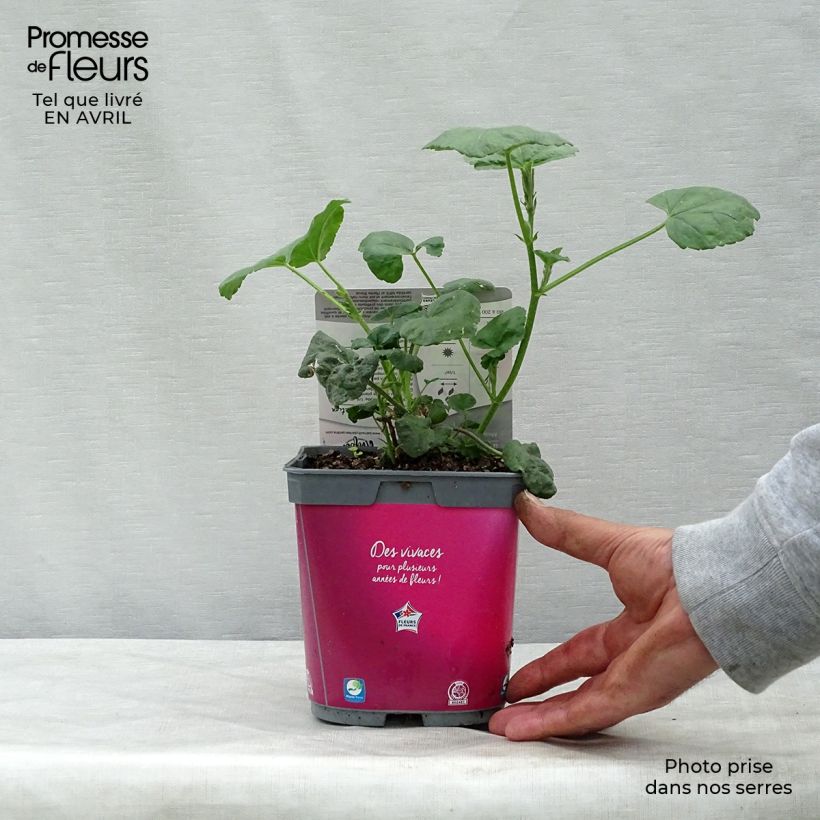Example of Lavatère d'Hyères - Lavatera olbia Rosea Pot de 2L/3L as you get in printemps