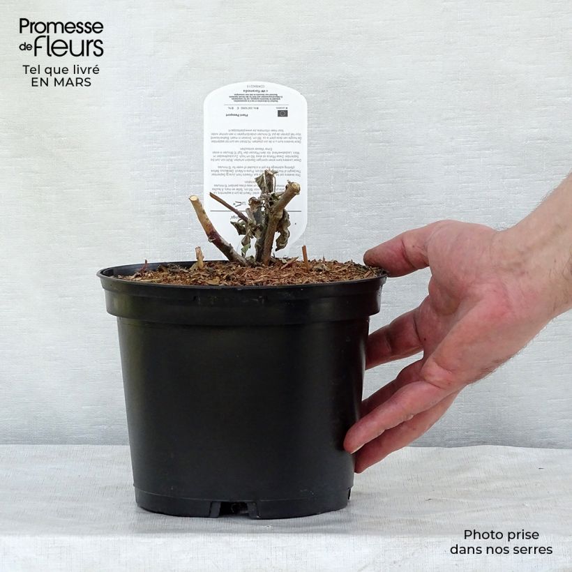 Spécimen de Lavatère thuringiaca Bredon Springs Pot de 2L/3L tel que livré au printemps