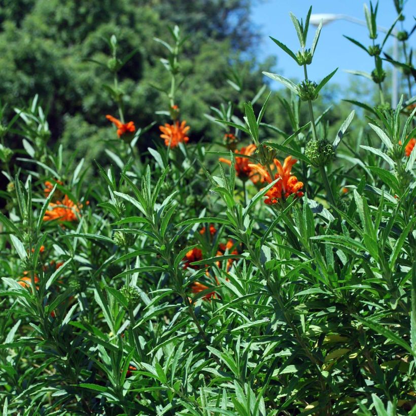 Leonotis leonurus - Queue de lion (Foliage)
