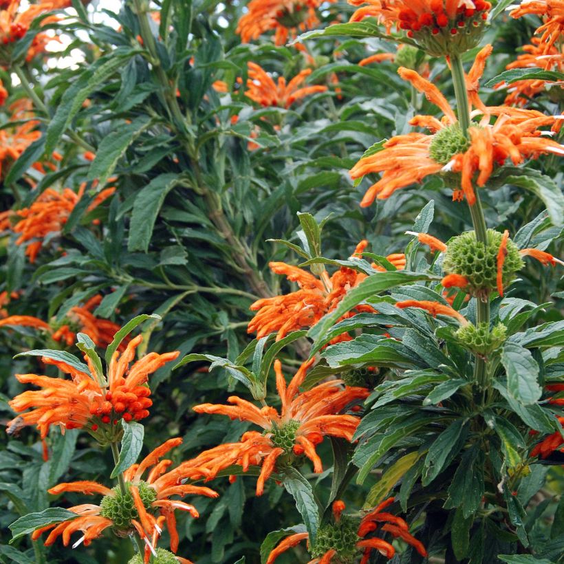 Leonotis leonurus - Queue de lion (Flowering)