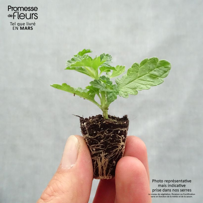 Example of Leonotis leonurus - Queue de lion Mini-motte Ø 3/4 cm as you get in printemps