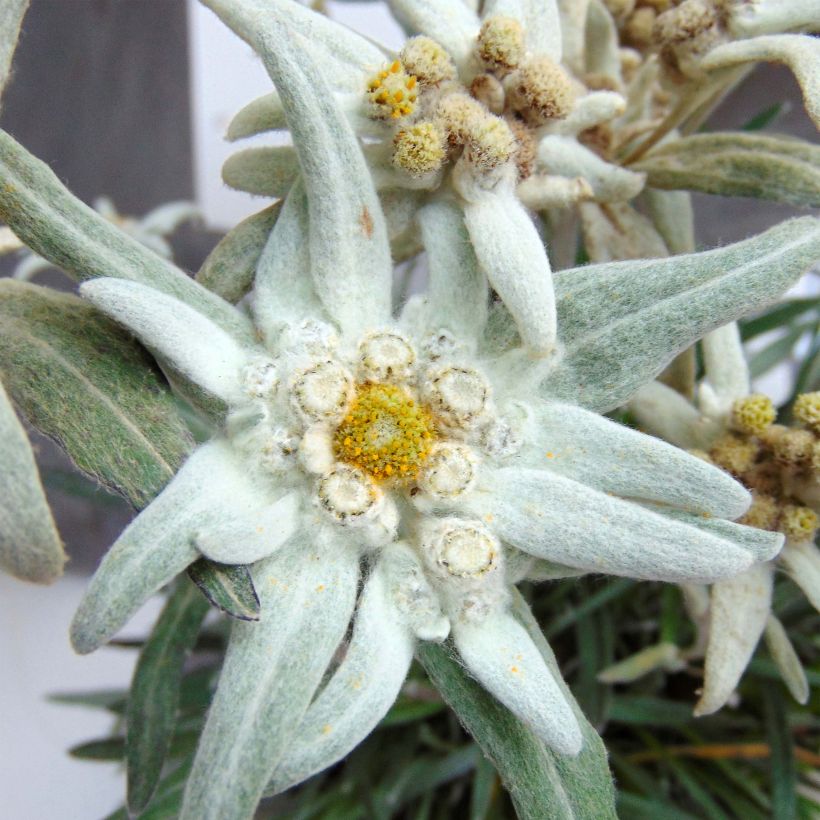 Leontopodium alpinum Blossom of Snow - Edelweiss des Alpes (Flowering)